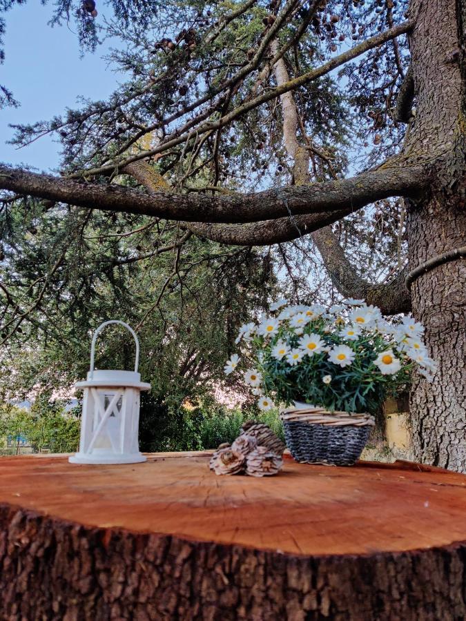 Relais Felciaino B&B Bolgheri Zewnętrze zdjęcie